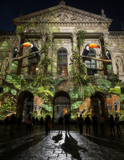 mapping video les oiseaux